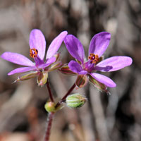 Texas Stork's Bill or Heron Bill, Erodium texanum